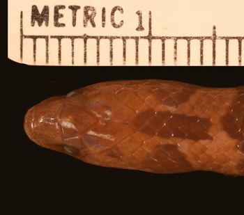 Media type: image;   Herpetology R-178334